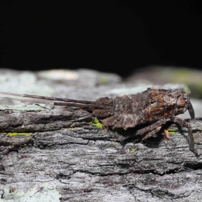 Unidentified Leafhopper or planthopper (Hemiptera, several families) at Chandler, QLD - 11 Mar 2023 by TimL