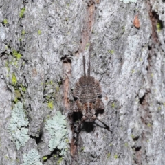 Eurybrachyidae (family) at Chandler, QLD - 12 Mar 2023 10:04 AM