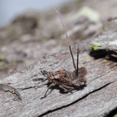 Eurybrachyidae (family) at Chandler, QLD - 12 Mar 2023 10:04 AM