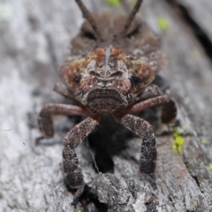 Eurybrachyidae (family) at Chandler, QLD - 12 Mar 2023 10:04 AM