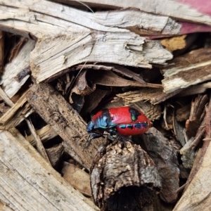 Choerocoris paganus at Bannockburn, VIC - suppressed