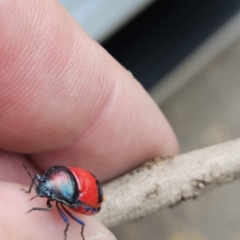Choerocoris paganus at Bannockburn, VIC - suppressed