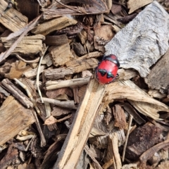 Choerocoris paganus at Bannockburn, VIC - suppressed