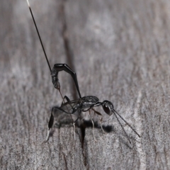 Unidentified Parasitic wasp (numerous families) (TBC) at Wellington Point, QLD - 18 Mar 2023 by TimL