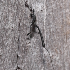 Gasteruptiidae (Family) at suppressed - suppressed