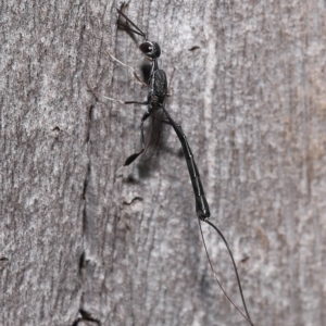 Gasteruptiidae (Family) at suppressed - suppressed