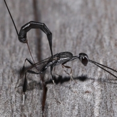 Gasteruptiidae (Family) at suppressed - suppressed