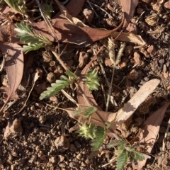 Tribulus terrestris (Caltrop, Cat-head) at Dawson Street Gardens - 18 Mar 2023 by MattM