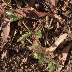 Tribulus terrestris at Curtin, ACT - 18 Mar 2023 05:38 PM