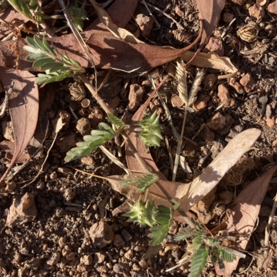 Tribulus terrestris (Caltrop, Cat-head) at Curtin, ACT - 18 Mar 2023 by MattM