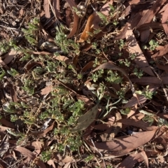 Tribulus terrestris at Curtin, ACT - 18 Mar 2023 05:38 PM