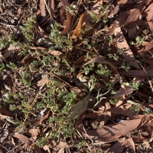 Tribulus terrestris at Curtin, ACT - 18 Mar 2023 05:38 PM