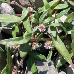 Alternanthera denticulata (Lesser Joyweed) at Brindabella, NSW - 18 Mar 2023 by JaneR