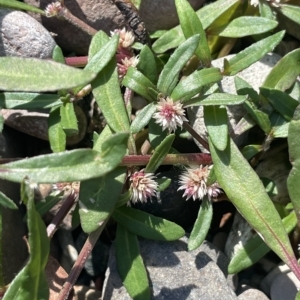 Alternanthera denticulata at Brindabella, NSW - 18 Mar 2023 03:54 PM