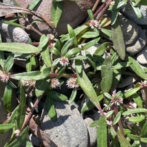 Alternanthera denticulata at Brindabella, NSW - 18 Mar 2023