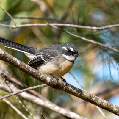 Rhipidura albiscapa (Grey Fantail) at Penrose, NSW - 19 Mar 2023 by Aussiegall