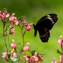 Papilio aegeus (Orchard Swallowtail, Large Citrus Butterfly) at Penrose, NSW - 19 Mar 2023 by Aussiegall