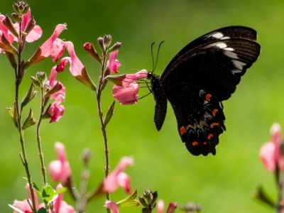 Papilio aegeus (Orchard Swallowtail, Large Citrus Butterfly) at Penrose, NSW - 18 Mar 2023 by Aussiegall