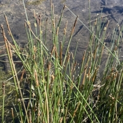 Eleocharis acuta (Common Spike-rush) at Brindabella, NSW - 18 Mar 2023 by JaneR