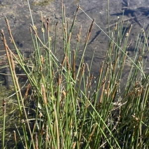 Eleocharis acuta at Brindabella, NSW - 18 Mar 2023 12:05 PM