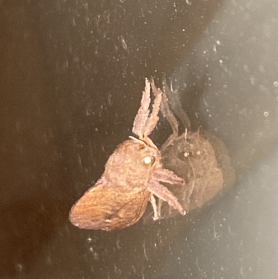 Elhamma australasiae (A Swift or Ghost moth (Hepialidae)) at Aranda, ACT - 10 Feb 2023 by Jubeyjubes