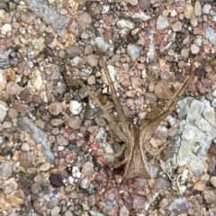 Sidymella trapezia (Trapezoid Crab Spider) at Aranda, ACT - 14 Mar 2023 by Jubeyjubes