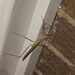 Tenodera australasiae at Aranda, ACT - 11 Feb 2023 09:42 PM