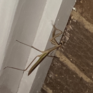 Tenodera australasiae at Aranda, ACT - 11 Feb 2023 09:42 PM