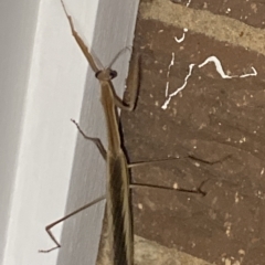 Tenodera australasiae at Aranda, ACT - 11 Feb 2023 09:42 PM