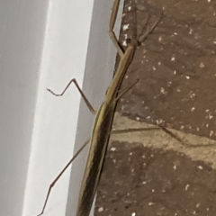 Tenodera australasiae at Aranda, ACT - 11 Feb 2023