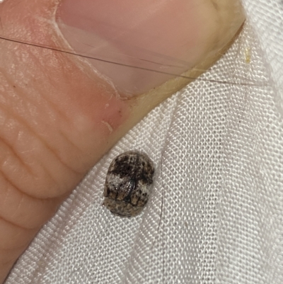 Trachymela sp. (genus) (Brown button beetle) at Aranda, ACT - 11 Feb 2023 by Jubeyjubes