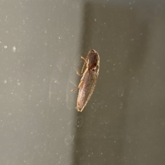 Elateridae sp. (family) (Unidentified click beetle) at Aranda, ACT - 11 Feb 2023 by Jubeyjubes