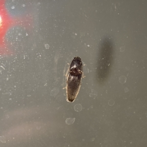 Elateridae sp. (family) at Aranda, ACT - 11 Feb 2023