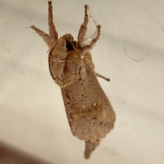 Elhamma australasiae (A Swift or Ghost moth (Hepialidae)) at Aranda, ACT - 12 Feb 2023 by Jubeyjubes