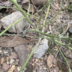 Chondrilla juncea (Skeleton Weed) at Aranda, ACT - 20 Mar 2023 by lbradley