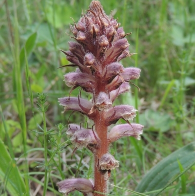 Orobanche minor (Broomrape) at Bruce, ACT - 30 Oct 2022 by MichaelBedingfield