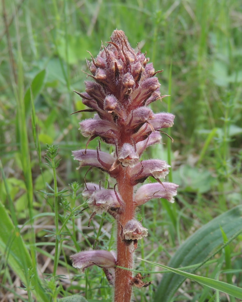 Orobanche minor at Bruce, ACT - 30 Oct 2022