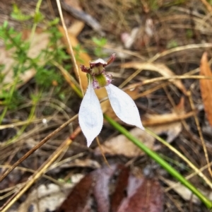 Eriochilus cucullatus at Captains Flat, NSW - suppressed