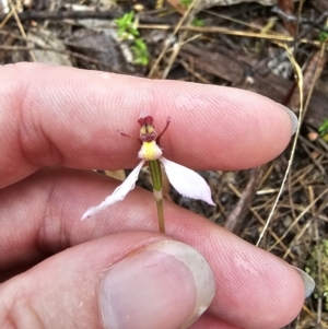 Eriochilus cucullatus at Captains Flat, NSW - suppressed