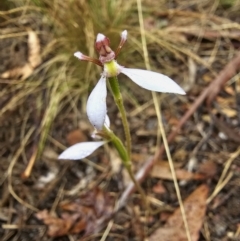 Eriochilus cucullatus at Captains Flat, NSW - suppressed