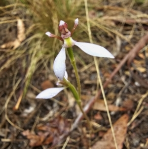 Eriochilus cucullatus at Captains Flat, NSW - suppressed