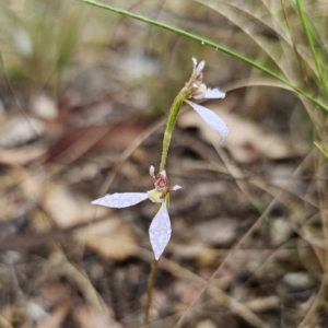 Eriochilus cucullatus at Captains Flat, NSW - suppressed