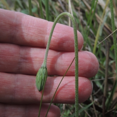 Microseris walteri (Yam Daisy, Murnong) at Bruce, ACT - 30 Oct 2022 by michaelb