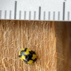 Illeis galbula (Fungus-eating Ladybird) at Burradoo, NSW - 19 Mar 2023 by GlossyGal