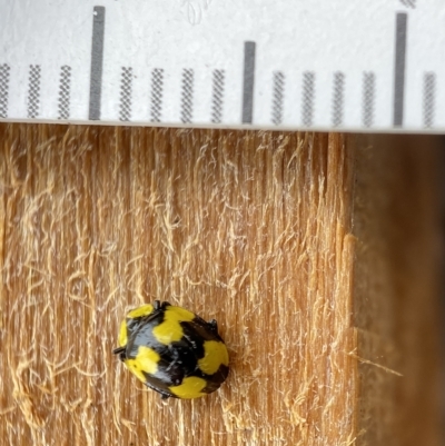 Illeis galbula (Fungus-eating Ladybird) at Wingecarribee Local Government Area - 19 Mar 2023 by GlossyGal