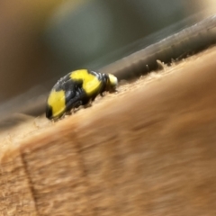 Illeis galbula at Burradoo, NSW - suppressed