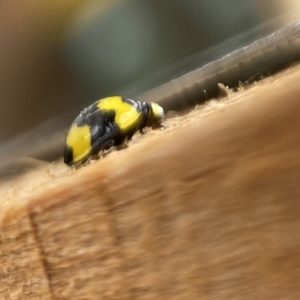 Illeis galbula at Burradoo, NSW - suppressed