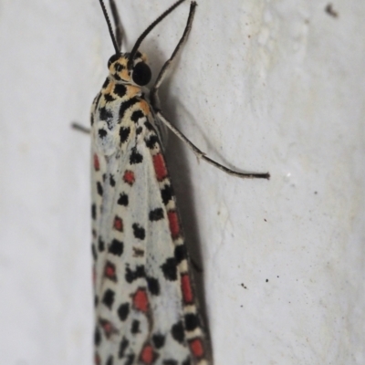 Utetheisa pulchelloides (Heliotrope Moth) at Chapman, ACT - 16 Mar 2023 by BarrieR