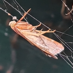 Pyralis farinalis (Meal Moth) at Isaacs, ACT - 20 Mar 2023 by Mike