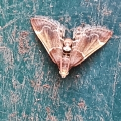 Pyralis farinalis at Isaacs, ACT - suppressed